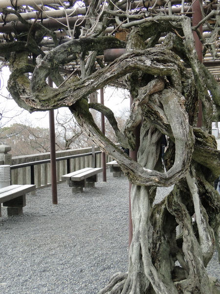 035 kyoto shrines and temples.JPG