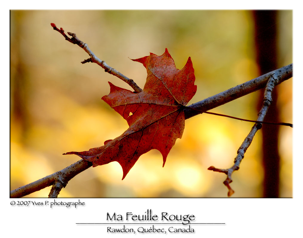 My Red Leaf ...