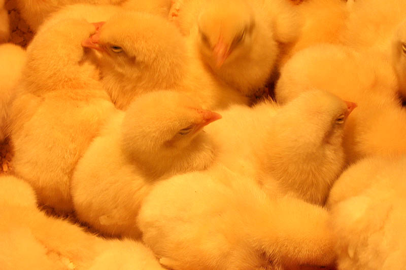 Hot Chicks  ~  March 25