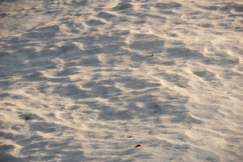 Snow Texture  ~  March 3