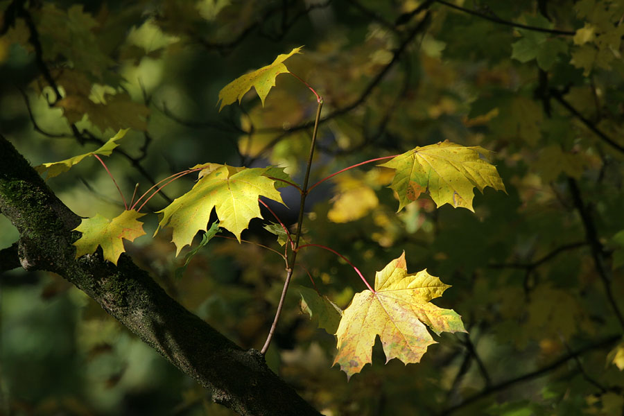 Herbstbltter