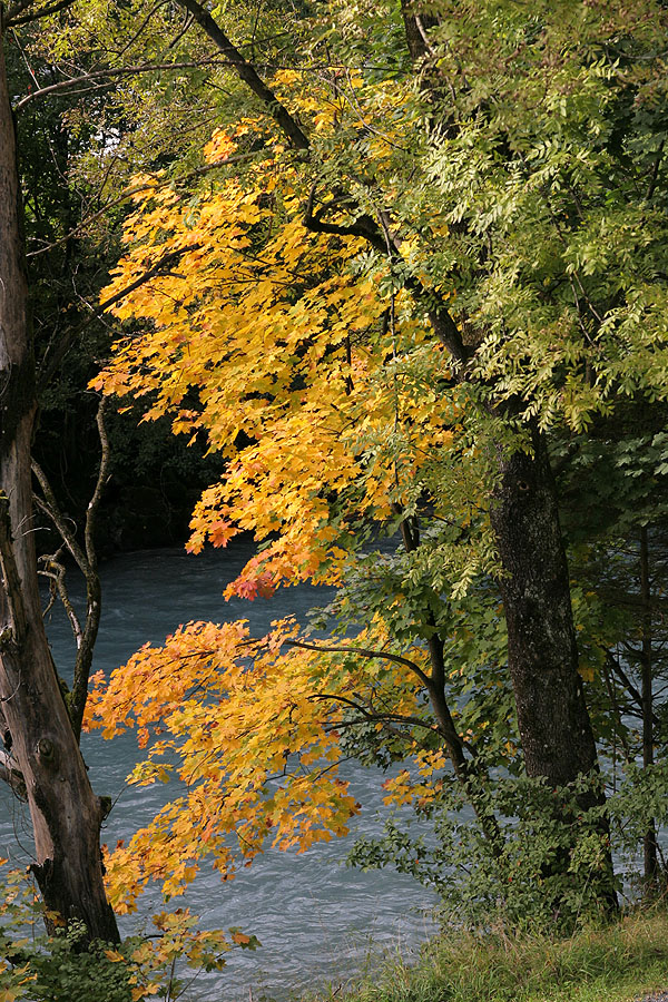 Herbstbume
