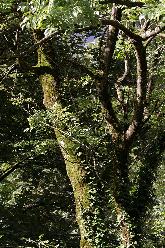 Bume an der Linth