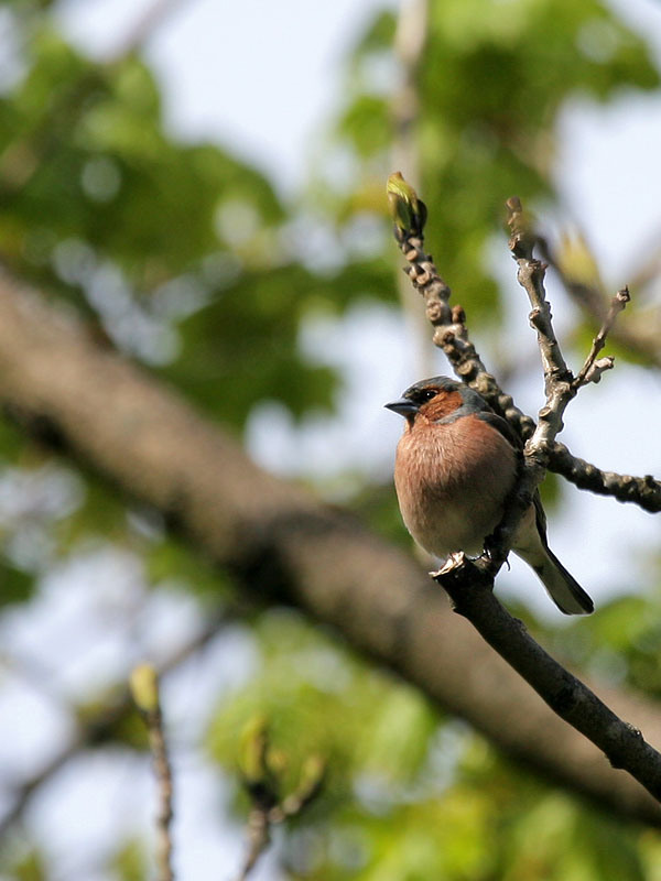 Buchfink / Common Chaffinch