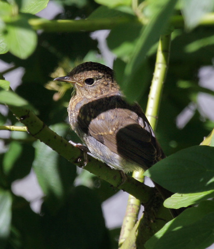 Rotkehlchen / European Robin