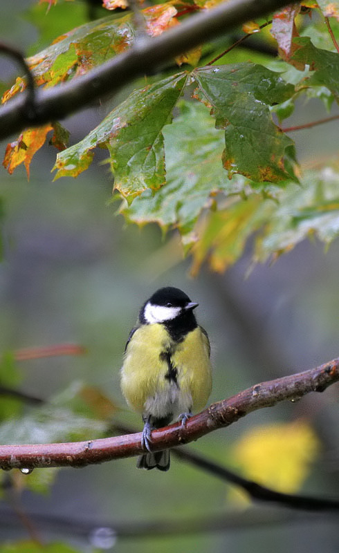 Kohlmeise / Great Tit