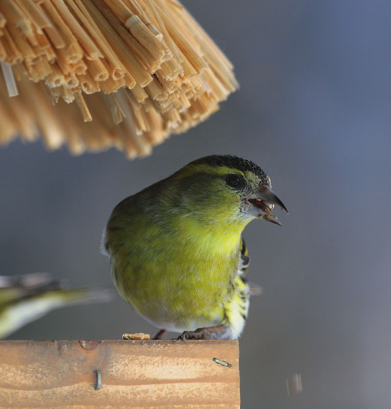  Erlenzeisig / Eurasian Siskin