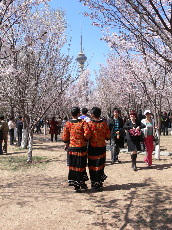 Cherry festival