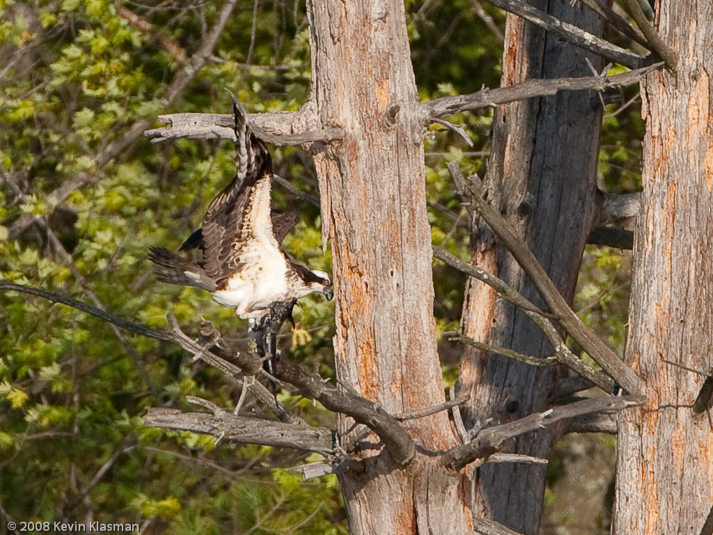 20090508_Nashua-NH_0004