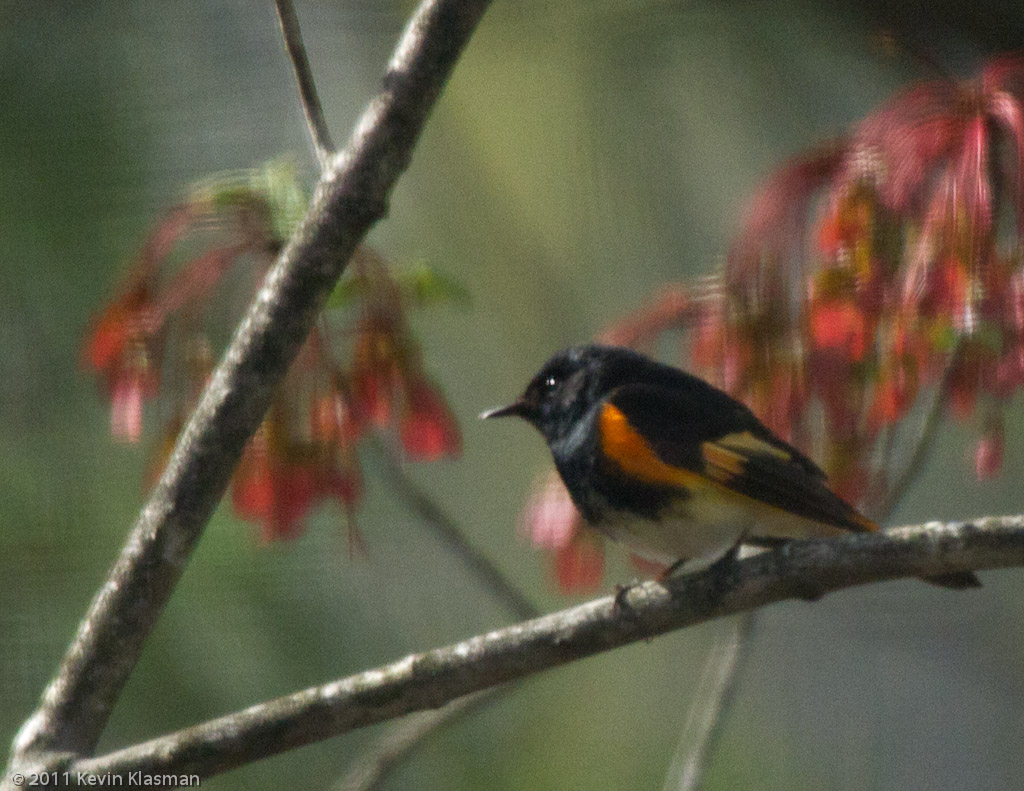 American Redstart (m) - Heron Pond - May 9, 2011