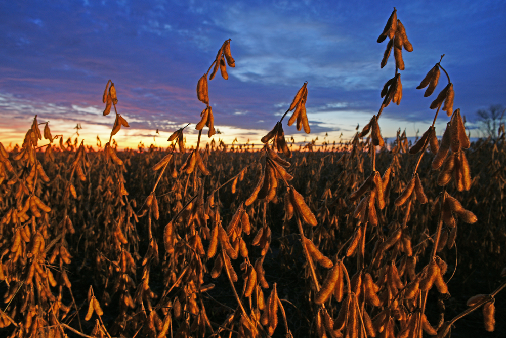 Sunrise, Soys