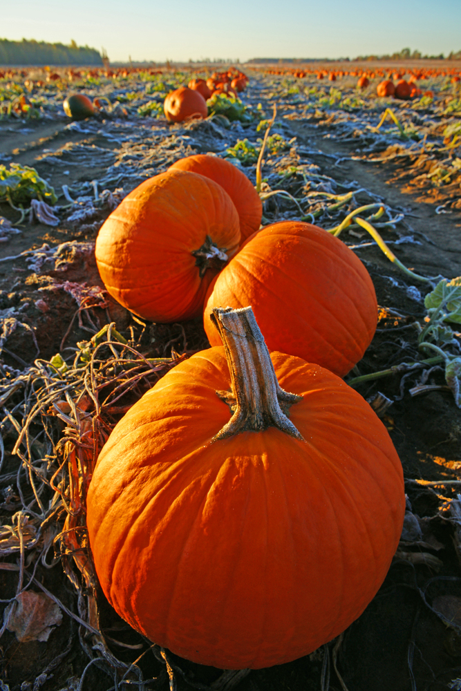 Pumpkin Field