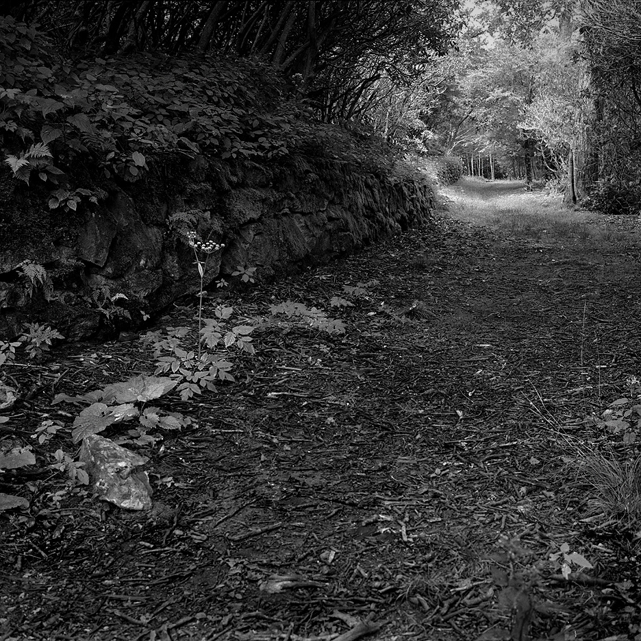 Glade<br><font size=1>Rolleiflex TLR