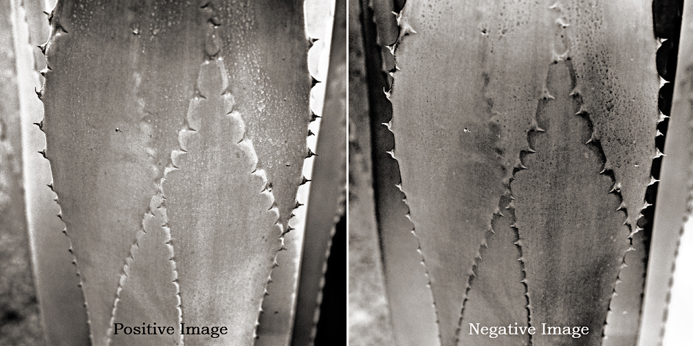 Natures Darkroom