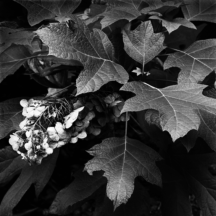 Oak Leaf Hydrangea