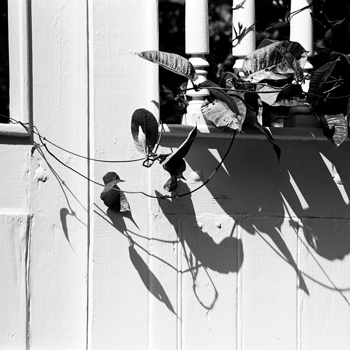 Leaf Birds