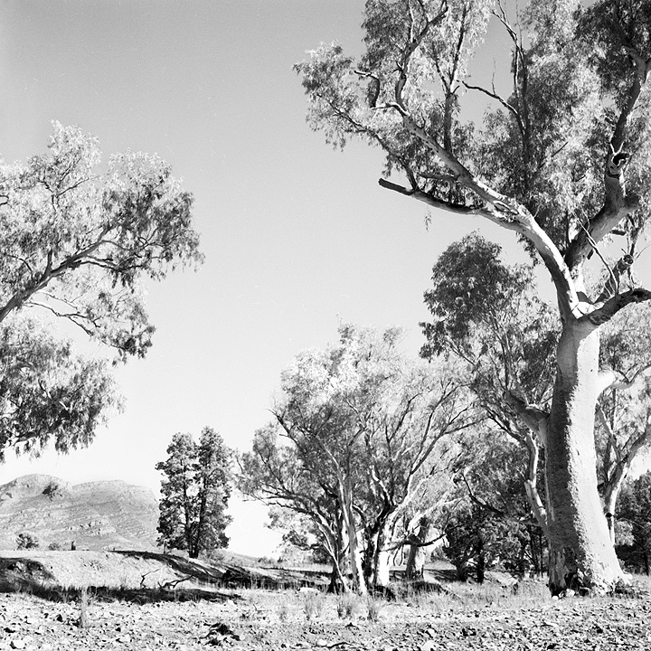 Creekbed, Outback.River Gums and Native Pines