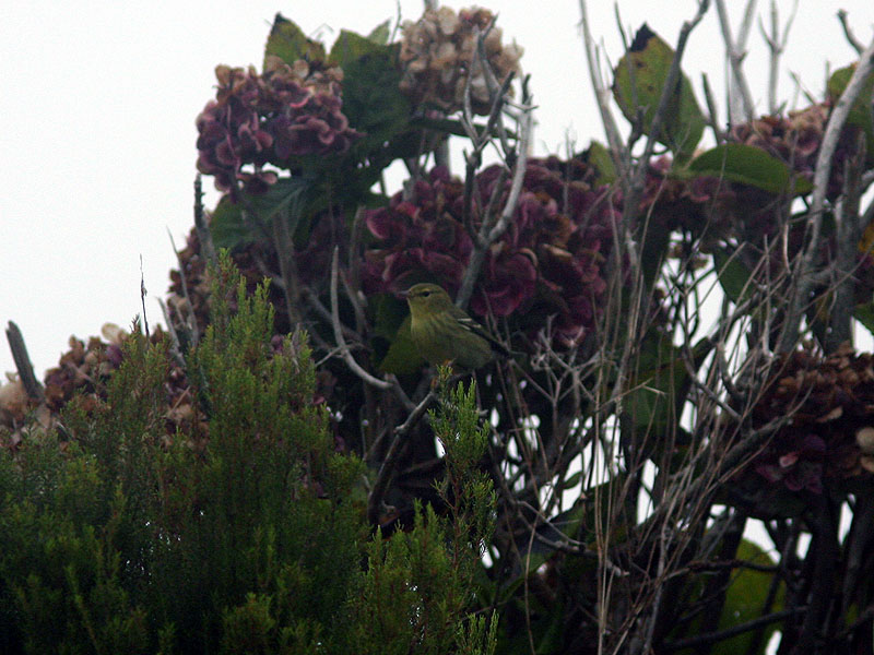 Vitkindad skogssngare - Blackpoll Warbler (Dendroica striata)