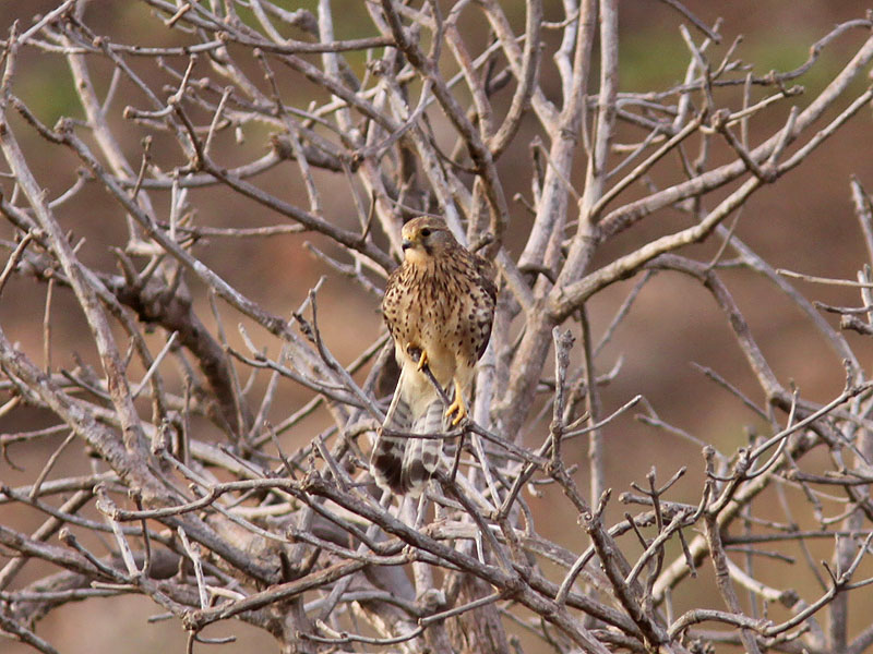 Tornfalk - Alexanders Kestrel (Falco alexandri)