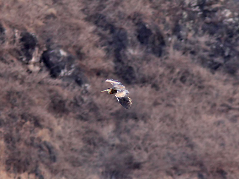 Purpurhger - Bournes Heron (Ardea bournei)
