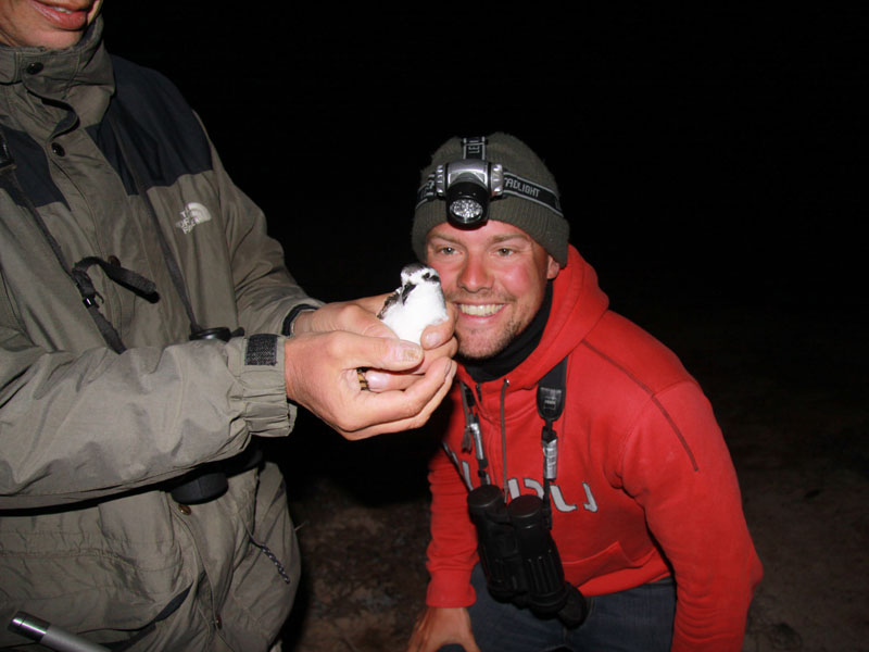 White-faced Storm Petrel and Toyboy