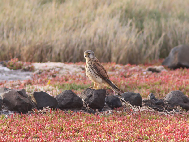 Tornfalk - Alexanders Kestrel (Falco alexandri)