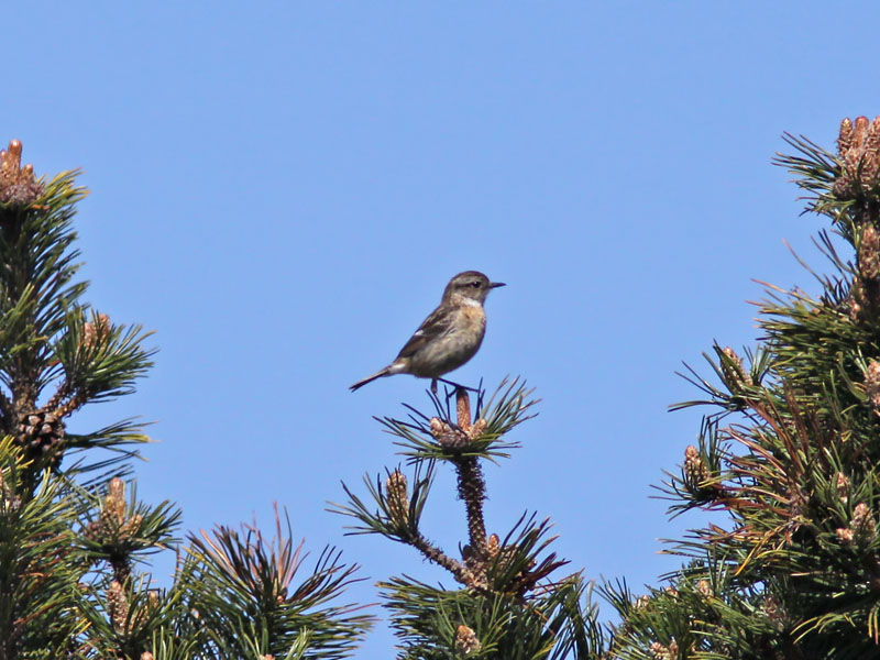 Svarthakad buskskvtta - Stonechat (Saxicola torquata)