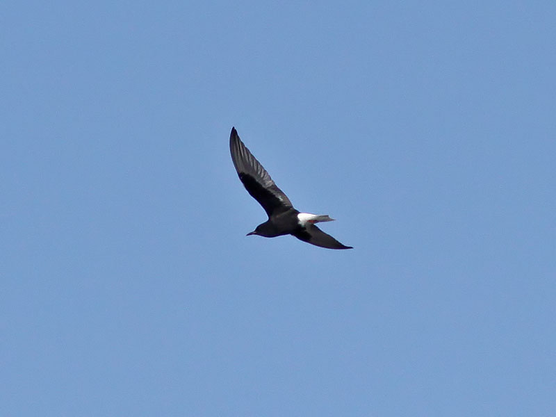 Vitvingad trna - White-winged Tern (Chlidonias leucopterus)