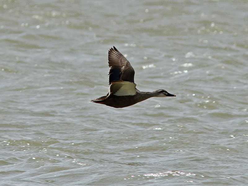 Flcknbbad and - Spot-billed Duck (Anas poecilorhyncha)