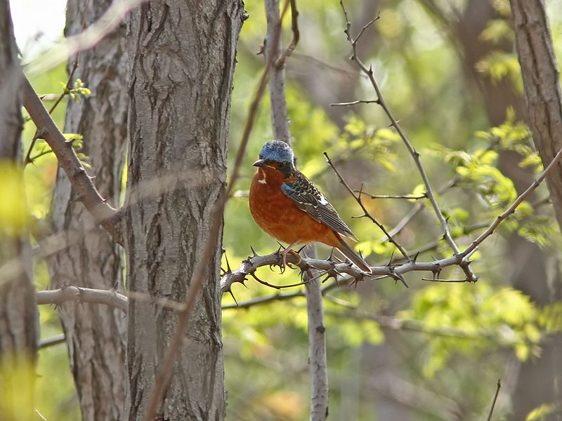 Vitstrupig stentrast - White-throated Rock Thrush (Monticola gularis)