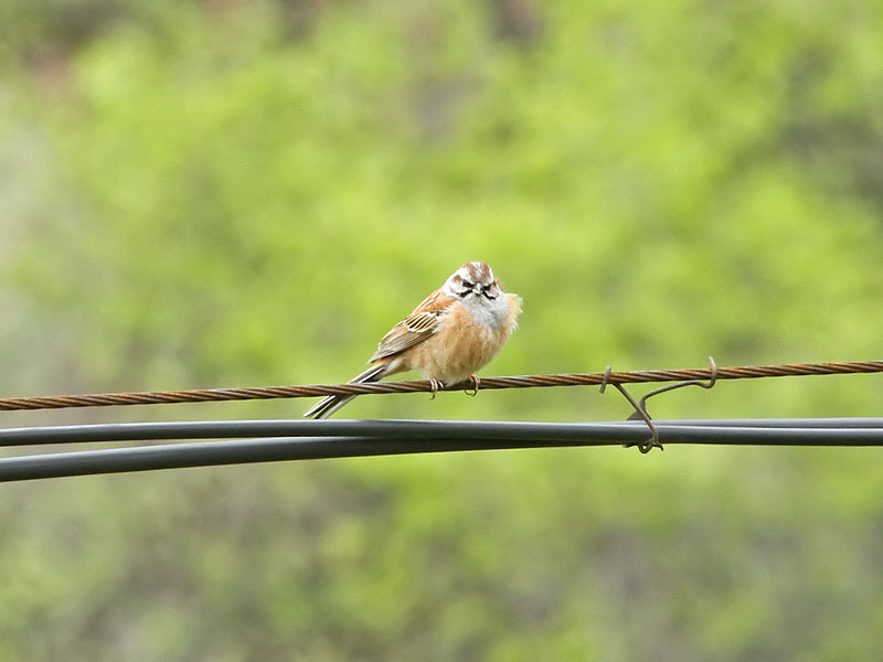 Mongolsparv - Godlewskis Bunting (Emberiza godlewski)