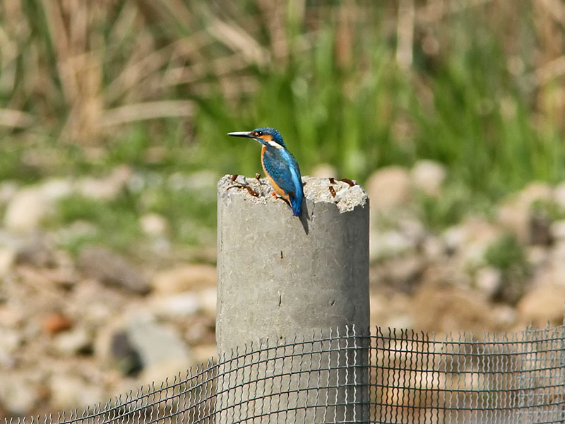 Kungsfiskare - Common Kingfisher (Alcedo atthis)