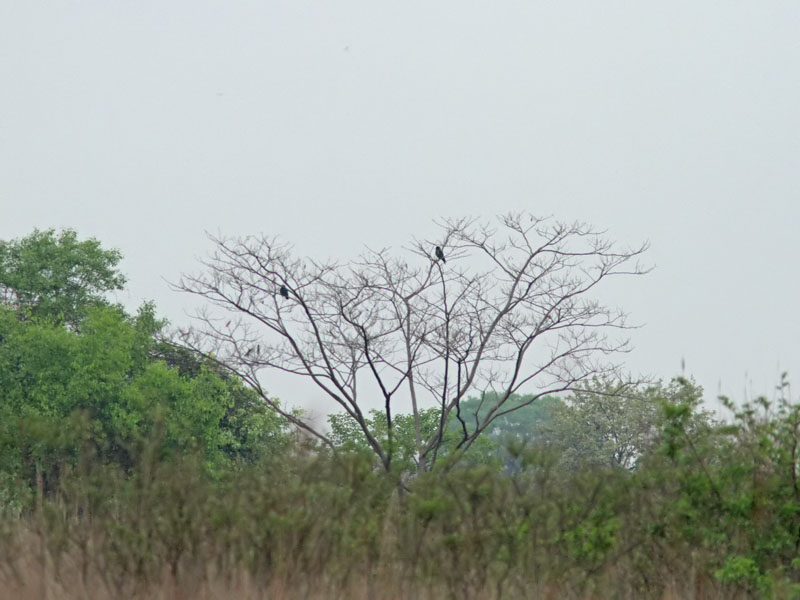 Rdnbbad blkrka - Dollarbird (Eurystomus orientalis)