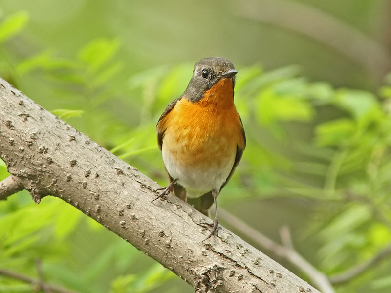 Mugimakiflugsnappare - Mugimaki Flycatcher (Ficedula mugimaki)