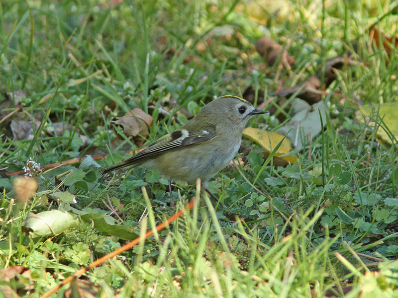 Kungsfgel - Goldcrest (Regulus regulus)
