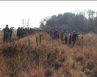 Olive-backed pipit, twitchers