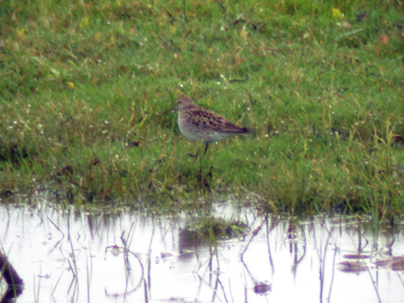 Vitgumpsnppa - White-rumped Sandpiper (Calidris fuscicollis)