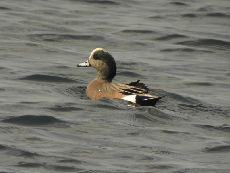 Amerikansk blsand - American Wigeon (Anas americana)