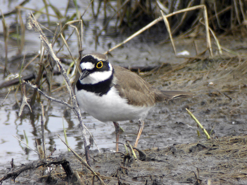 Mindre strandpipare - Little Ringed Plover (Charadrius dubius)