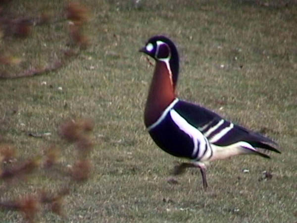 Rdhalsad gs - Red-Breasted Goose (Branta ruficollis)