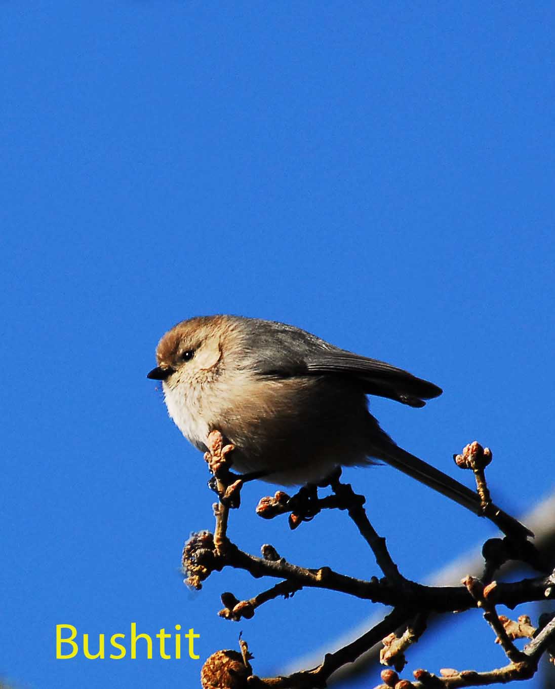 Bushtit.jpg