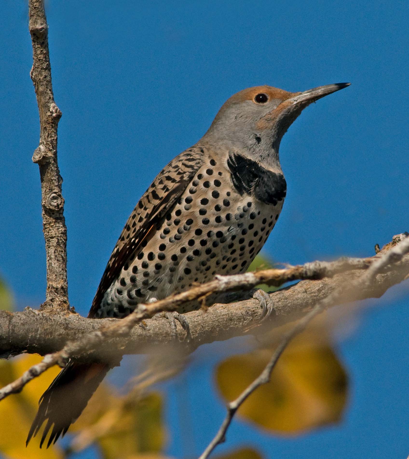 wood pecker on Levy.jpg