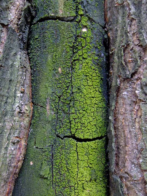 Abstract 81.JPG