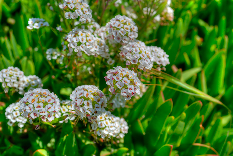 Marina Wildflower