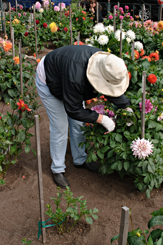 Gardening In The Dahlia Dell