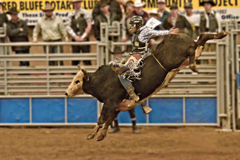 Bull Riding