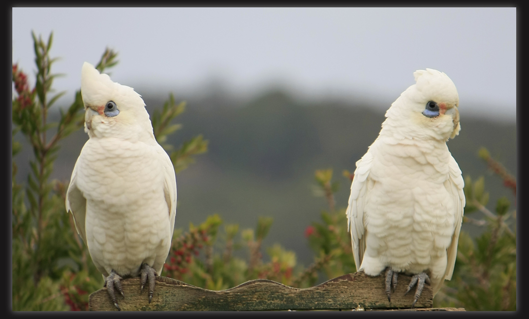 Little Corellas
