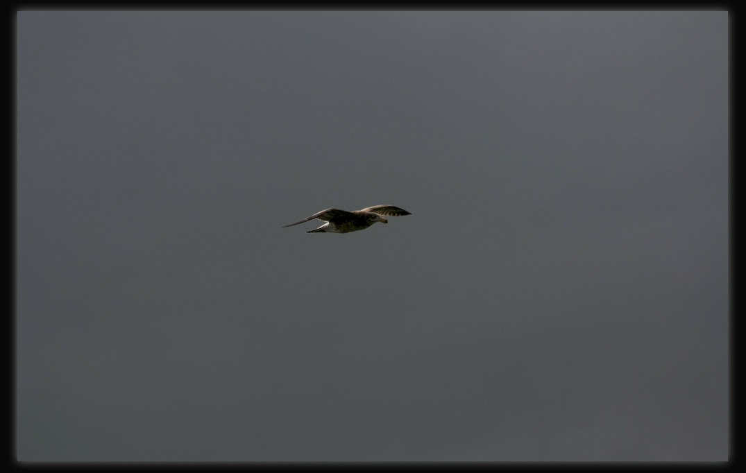 Pacific Gull in Flight