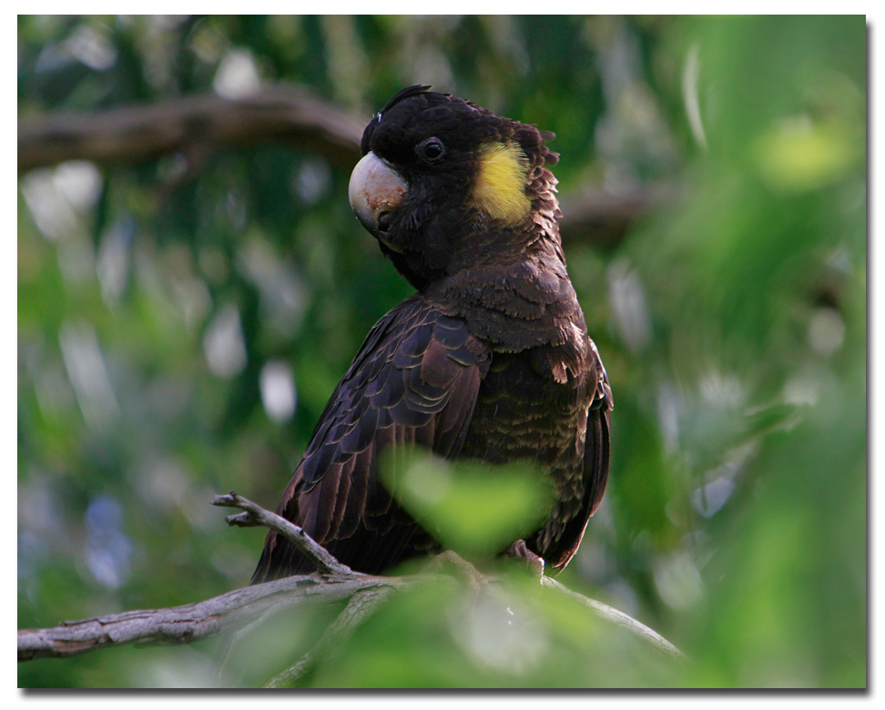 Yellow - Tailed Black Cockatoo