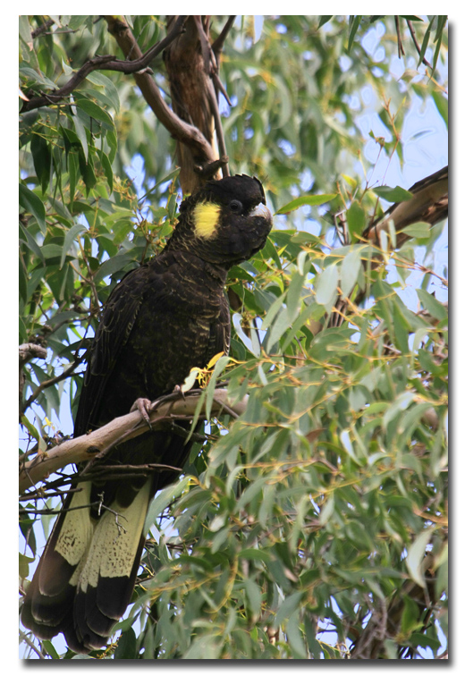 Yellow - Tailed Black Cockatoo